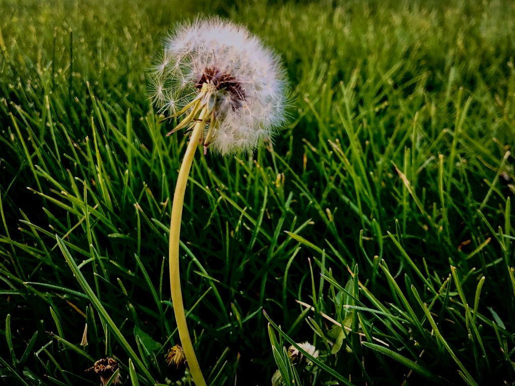 Cellphone photography is real&nbsp;photography