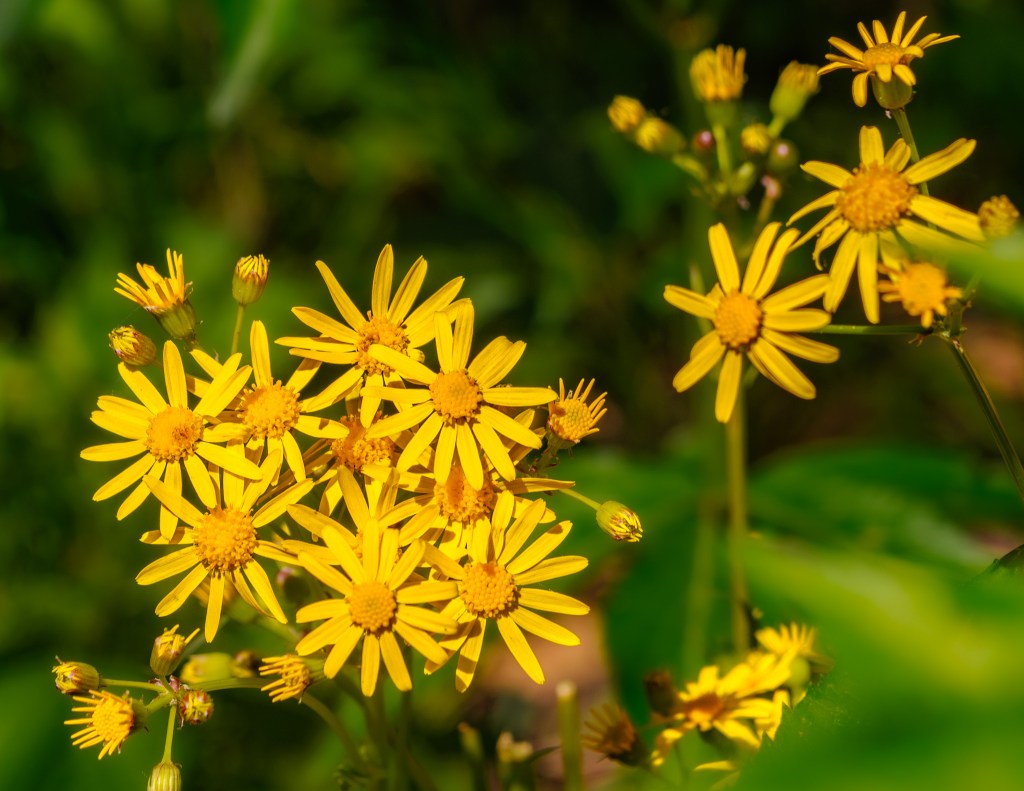 There is no such thing as a&nbsp;weed.