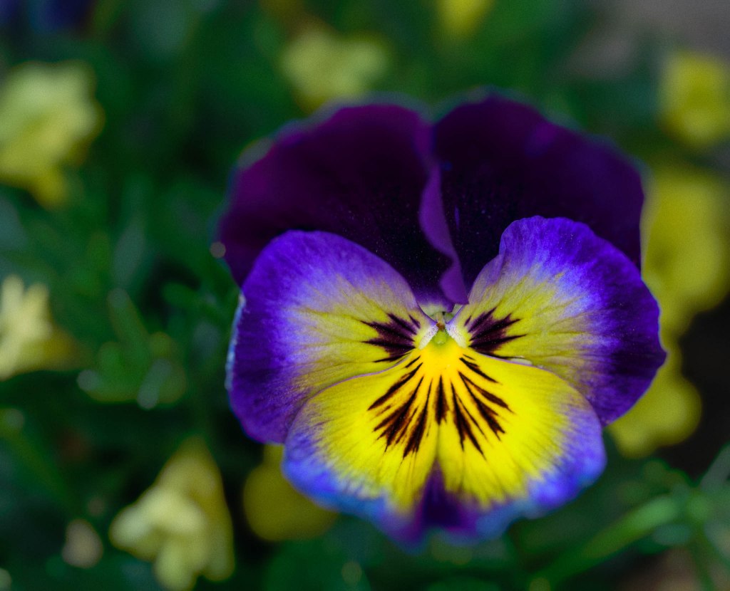 Another thing that is “ruining” photography