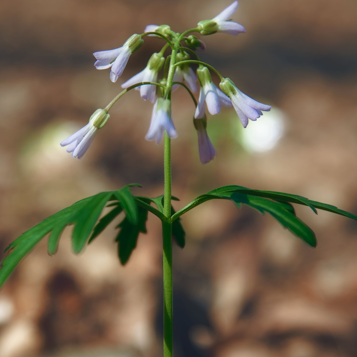 Where the Quiet Things&nbsp;Grow